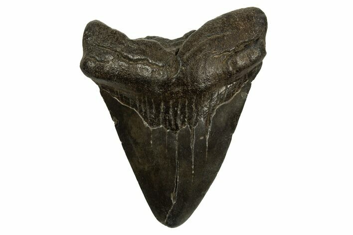 Fossil Megalodon Tooth - South Carolina #310082